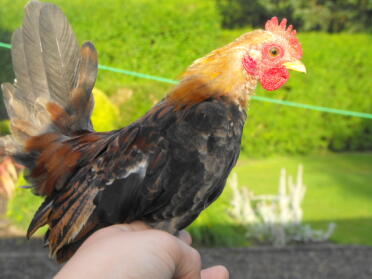 A tiny serama cock.