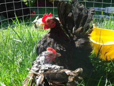 Hahn und Henne