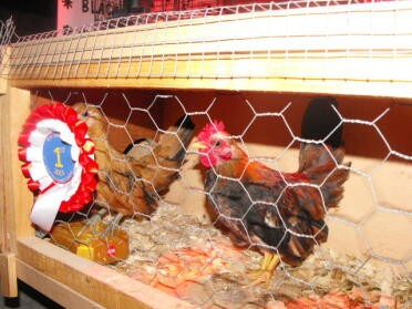A show winning serama pair.