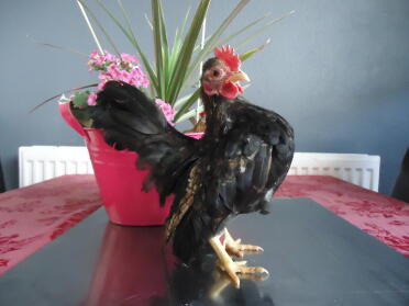A young serama male cockrele