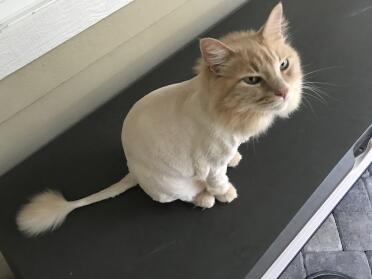 Bane with lion cut
