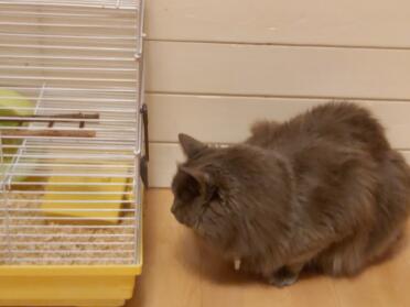A cat looking for his friend