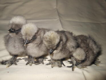 Blaue Silkie-Küken