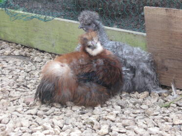 Silkie pollastra e galletto.