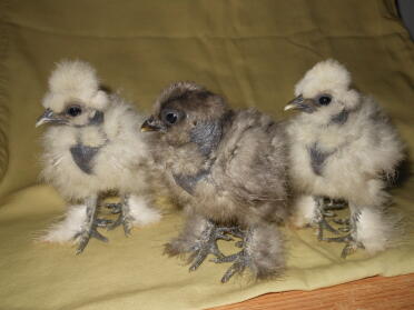 Silkie Showgirl Chicks (nackte Halsseiden)