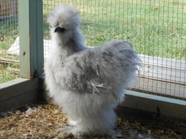 Splash Silkie Hahn
