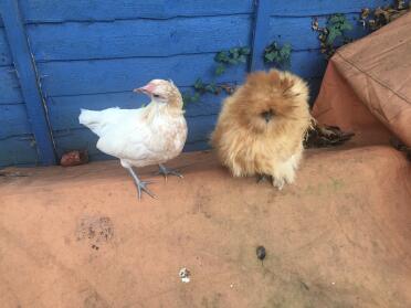 Die goldenen Mädchen!