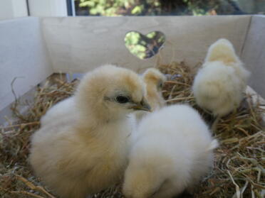 How about getting some chicks of your own?