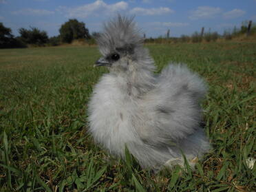 Junger Splash Silkie Hahn