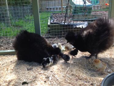 2 große Fowl Silkies & 11 geschlüpfte Küken