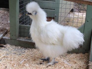 Miniatur ein weißer Cockeral
