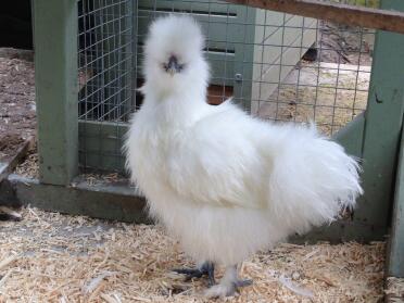 Miniatur White Cockeral