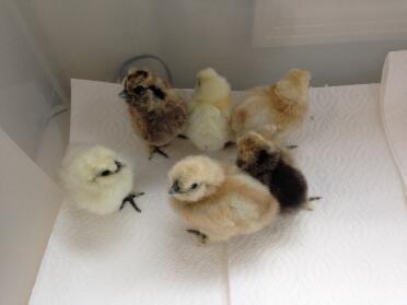 Gemischte farbige Silkie Bantam Chicks