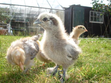 Partridge  silkie chick