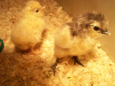 Silkie chicks - so cute.