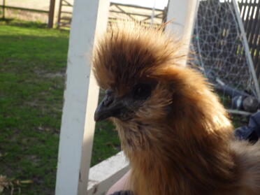 Silkie Henne