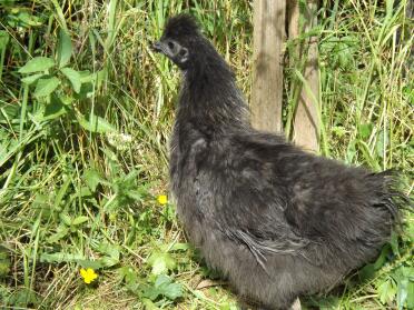 Silkie Henne