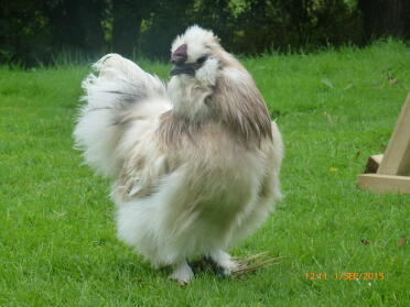 Seidenfarbe Cockrell