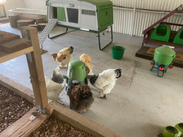 Smart Feeder in chicken barn