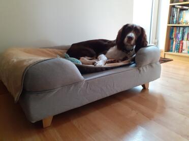 Jack enjoying a lounge on his new bed. it's fancier than our bed/sofa and he hasn't left it since it arrived!