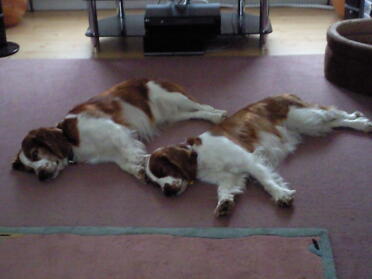 Chester e Tasha si rilassano