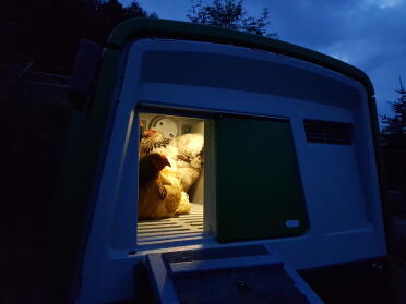 Make the Cube more homely for your chickens with the coop light!