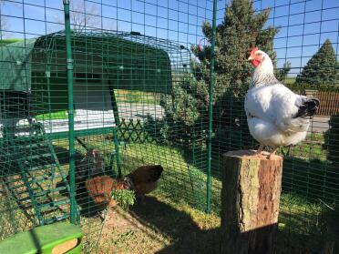 Proud chicken brillan has everything in view