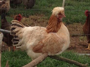Gallina dorata di Wheaton sulmtaler
