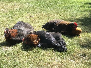 Sunbathing ! 