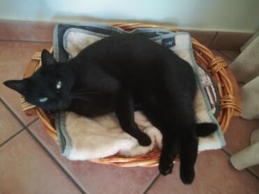 Bagheera enjoying how soft the blanket is
