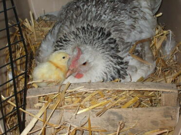 Mutter und Baby - sehr zufrieden mit sich.