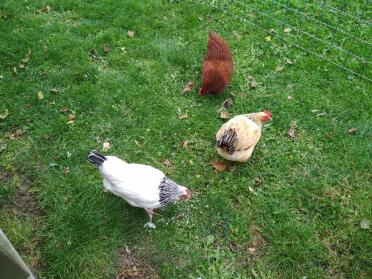 Sussex chicken.