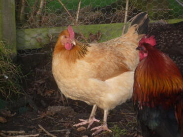 Buff Sussex