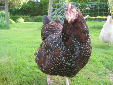 'old lady' speckled sussex