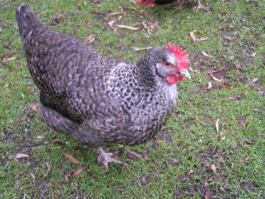 Speckledy Henne - Lottie