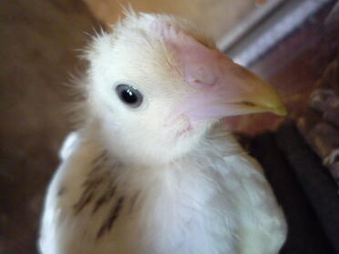 This is my sussex chick 