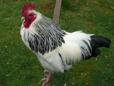 Leichter Sussex Schwanz