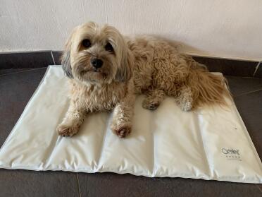 The ultimate accessory to keep your pup cool in summer