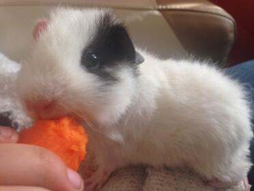 Erdnuss unser Teddy :)