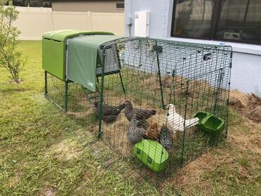 The girls love their new coop! 