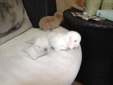 Piccoli coniglietti