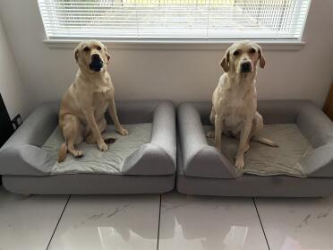 Tilly and skye enjoying their new beds! 
