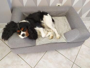 The bolster topper creates a nice place for dogs to rest their heads