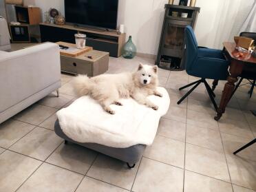 A comfortable bed and topper for your companion