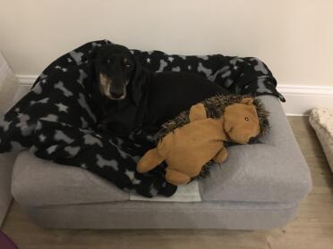 Chester loving his new bed with his favourite buddy, hedgy