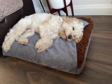 Comfy bed