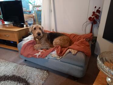 Monty on new bed
