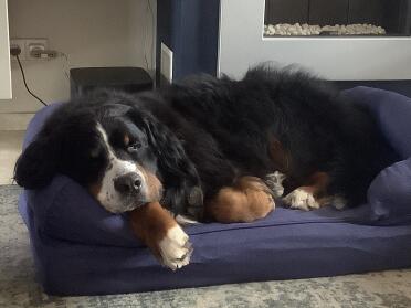 The mattress adapts to the form of the dog