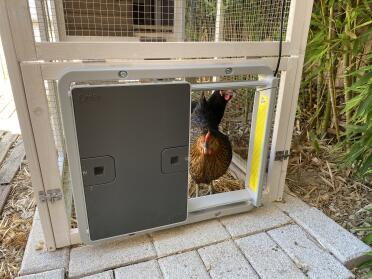 An Omlet automatic door opener - installed on a chicken run.