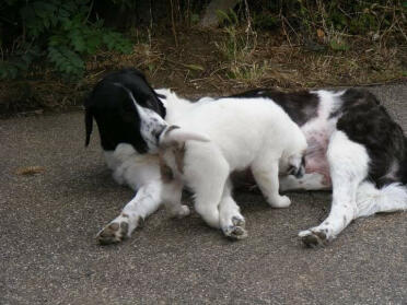 Turkish Kangal puppies are so sweet!